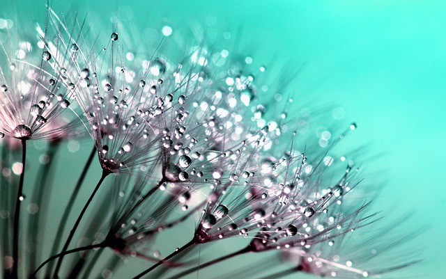 花の水滴